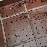 Un hombre italiano se disfrazó de su madre muerta durante tres años para cobrar su pensión