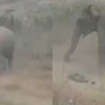Video: apareció otra «estrella culona» en el streaming del CONICET y fue furor en redes