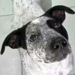 Atento, Milei, esto te va a servir: ¿cómo hace la gente que no llega a fin de mes para no morir?